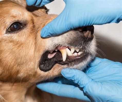 affordable dog teeth cleaning bay area